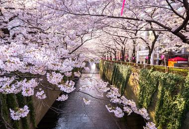 Cherry blossom in Tokyo in Japan