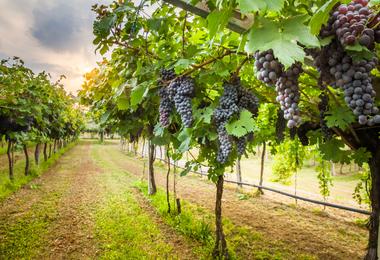 A Californian vineyard
