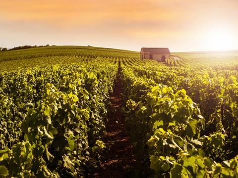 sun shines down on vineyards in champagne