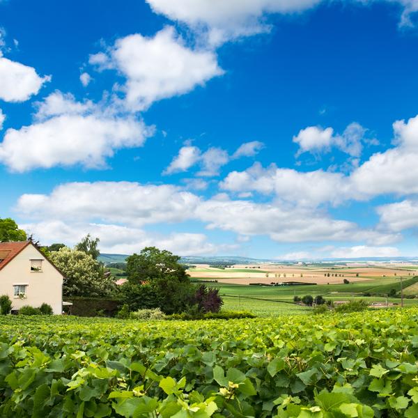 view over Champagne vineyards in Summer
