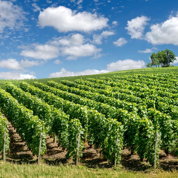 Vineyard landscape, Montagne de Reims, France