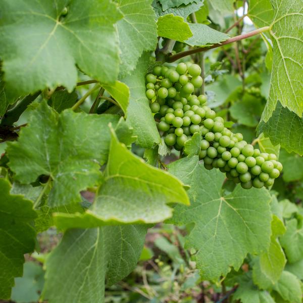Photo of green grape with leaves on vineyard in France