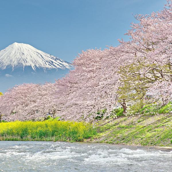 Mount Fuji at the Uruigawa River in Japan