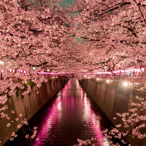 Cherry blossom at night in Tokyo