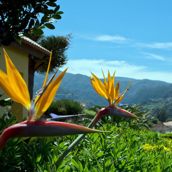 Bird of Paradise flower