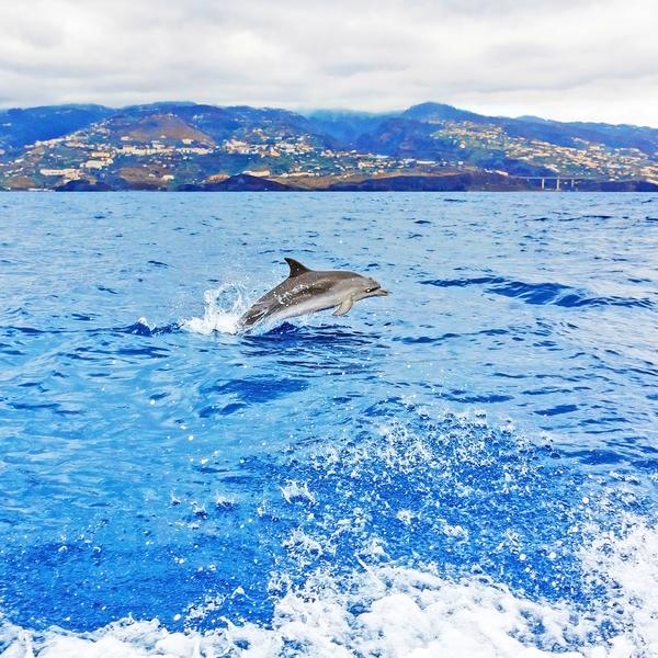 Dolphin, Madeira