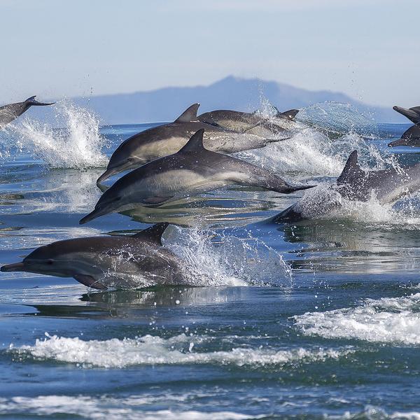 Dolphins swimming off Monterey Bay