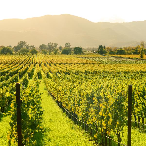 Napa Valley in California, USA