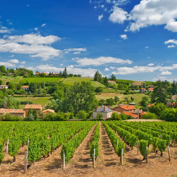 Beaujolais vineyards