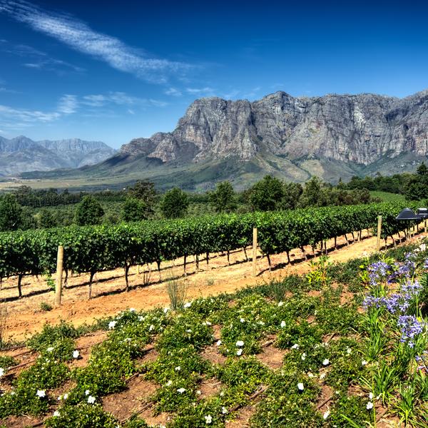Cape Winelands