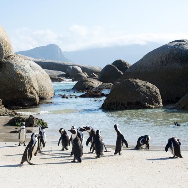 Penguins on Boulders Beach