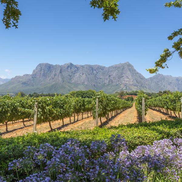 Cape Winelands