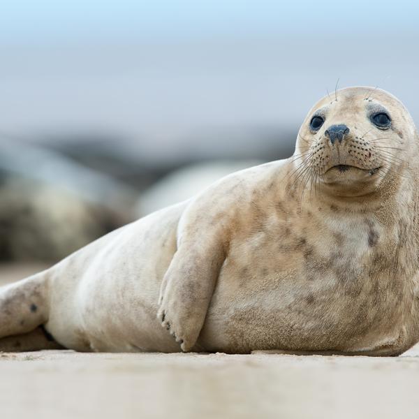 Atlantic Grey Seal Pup