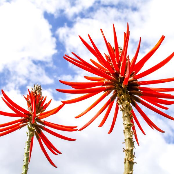 Coral tree, Maderia