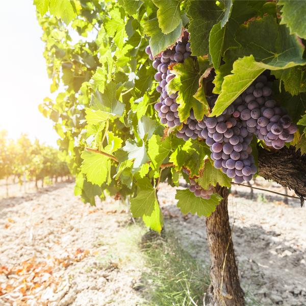 French Vineyard