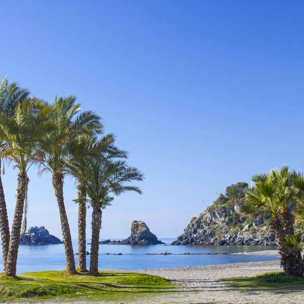 Palm trees in Andalucia Drozdowski